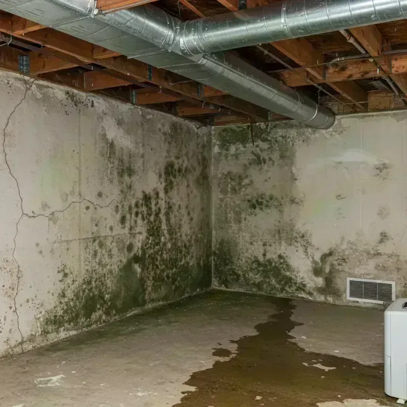 Professional Mold Removal in Nevada, MO